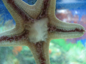 Texas State Aquarium - Happy Sea Star Sunday! Commonly known as starfish,  these unique creatures aren't fish at all, since they don't have fins,  gills, or backbones. Instead, they belong to the
